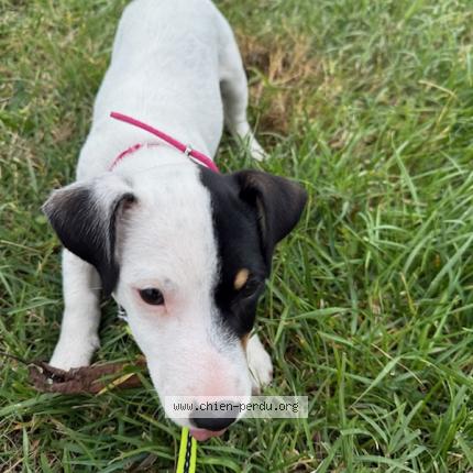 Photo 1/1 Chien retrouvé Perdu à Ivrac et maleyrand