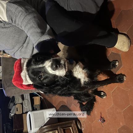 Photo 1/1 Chien retrouvé Perdu à Hermeray