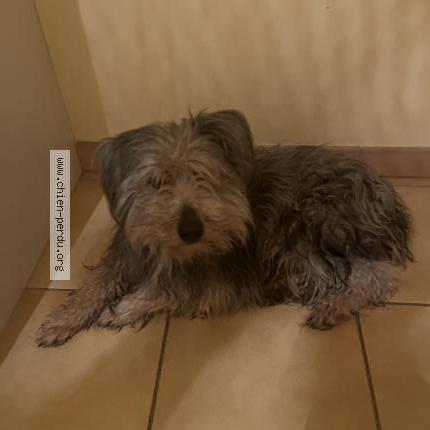 Photo 1/1 Chien retrouvé Trouvé à Cudos