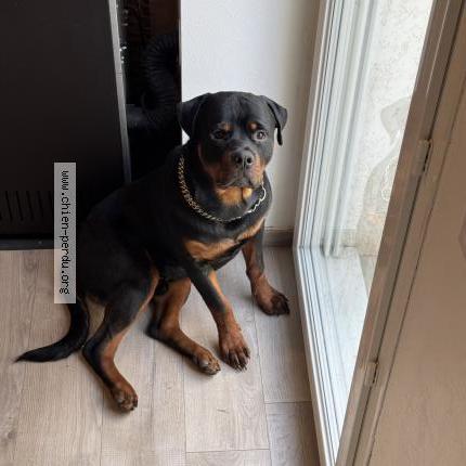 Photo de chien perdu à Bellignat