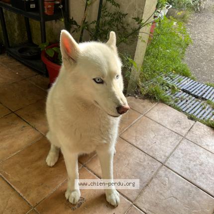 Photo 1/1 Chien retrouvé Perdu à Tarbes