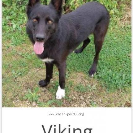 Photo 1/1 Chien retrouvé Perdu à Aillevillers et lyaumont