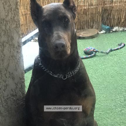 Photo 1/1 Chien retrouvé Perdu à Albi