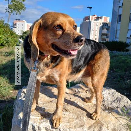 Photo 1/1 Chien retrouvé Perdu à Castelnau le lez