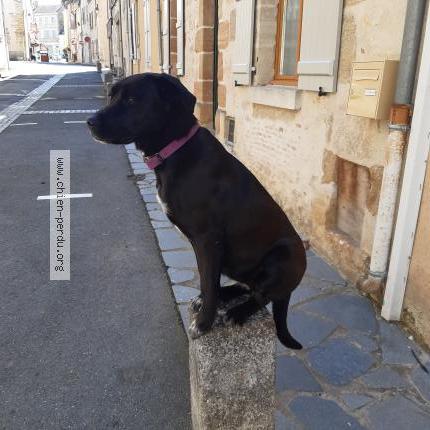 Photo 1/1 Chien retrouvé Perdu à St pierre de frugie