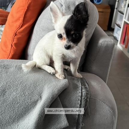 Photo 1/1 Chien retrouvé Perdu à Les sables d olonne