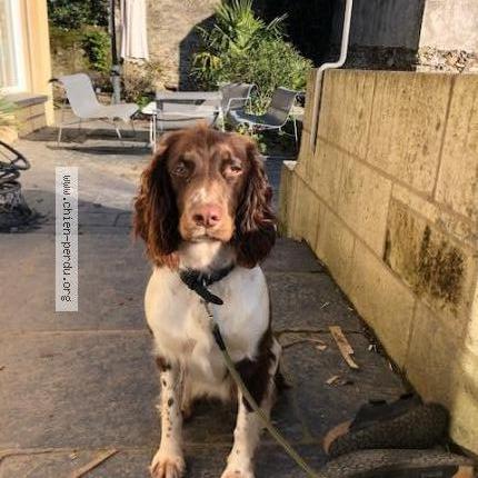 Photo 1/1 Chien retrouvé Perdu à Bouchemaine