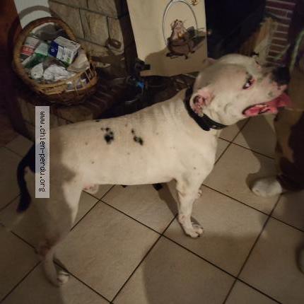 Photo de chien trouvé à Thyez