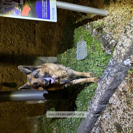Photo de chien trouvé à Mespuits
