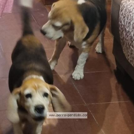 Photo 1/1 Canela Chien perdu à Santa ana