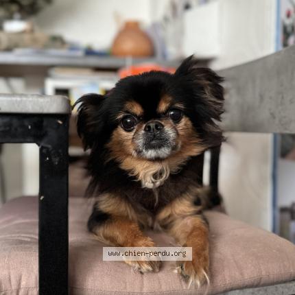 Photo de chien perdu à Sarcelles