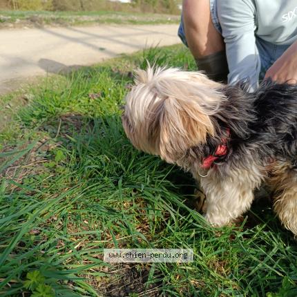 Photo de chien trouvé à Bourg En Bresse