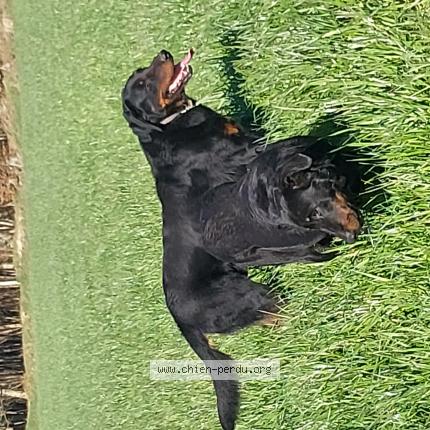 Photo 1/1 Chien retrouvé Perdu à Valdalliere