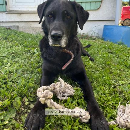 Photo 1/1 Chien retrouvé Perdu à Le vaumain 60590