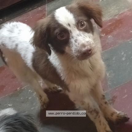 Photo de chien perdu à Tegucigalpa