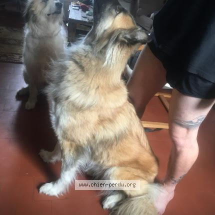 Photo de chien perdu à Laveyron