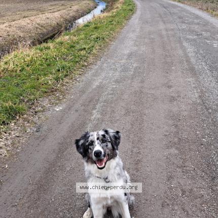 Photo 1/1 Chien retrouvé Perdu à Villard bonnot