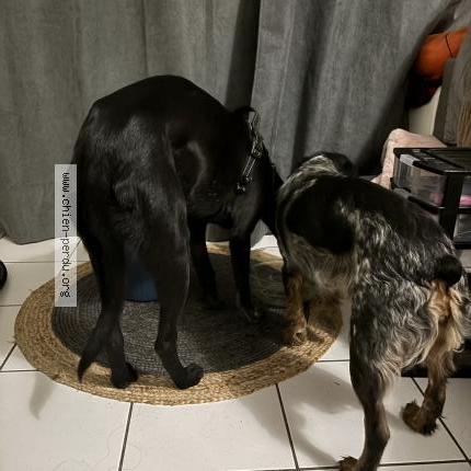 Photo de chien trouvé à Donzacq