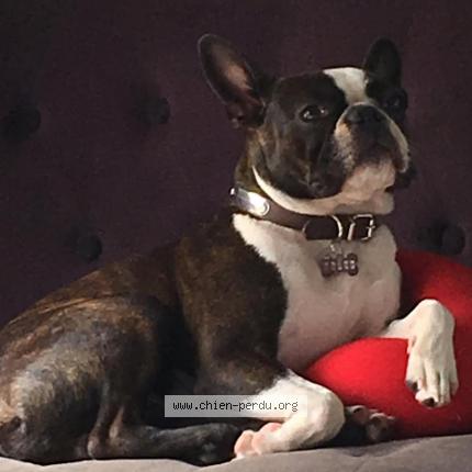 Photo 1/1 Chien retrouvé Perdu à Villenave d ornon