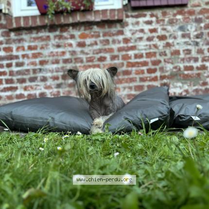 Photo de chien perdu à Vimy