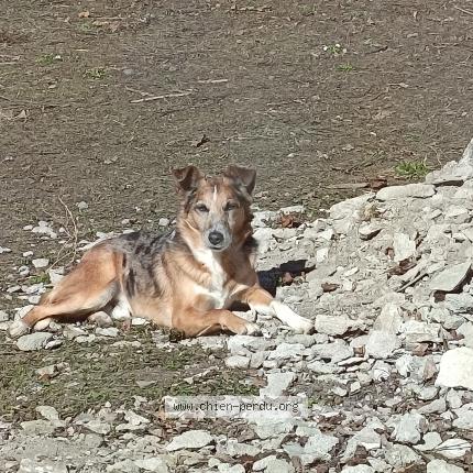 Photo de chien perdu à Clermont Ferrand