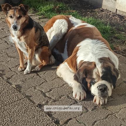 Photo 1/1 Chien retrouvé Perdu à Clermont ferrand
