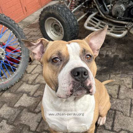 Photo de chien perdu à Riom