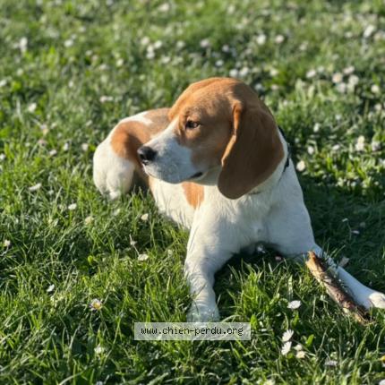 Photo de chien perdu à Sarrant