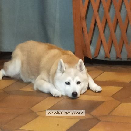 Photo 1/1 Chien retrouvé Perdu à Carros