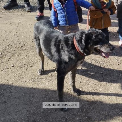 Photo 1/1 Chien retrouvé Perdu à Le rove