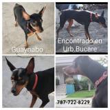 Photo de chien retrouvé à Guaynabo