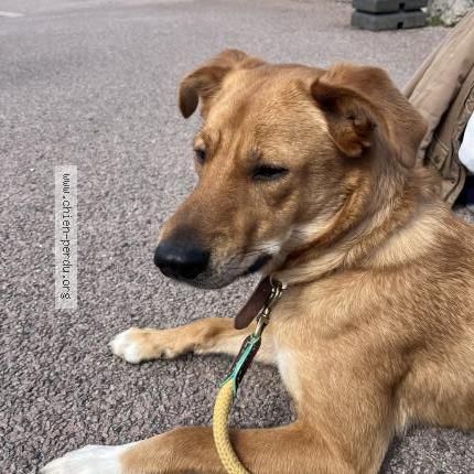 Photo 1/1 Chien retrouvé Trouvé à Perros guirec