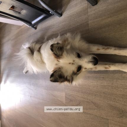 Photo 1/1 Chien retrouvé Perdu à Ajaccio