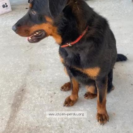 Photo 1/1 Chien retrouvé Trouvé à Evellys