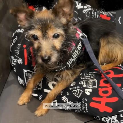 Photo 1/1 Chien retrouvé Perdu à Petit couronne