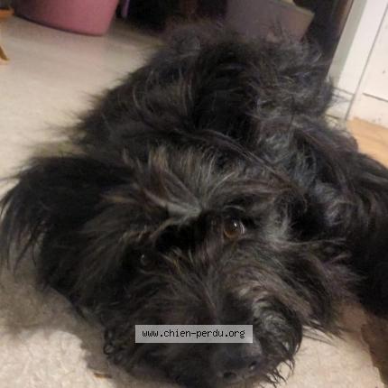 Photo 1/1 Chien retrouvé Perdu à Paimpont