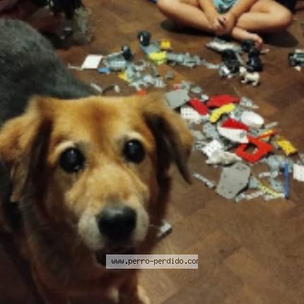 Photo 1/1 Luna Chien perdu à Jose c paz