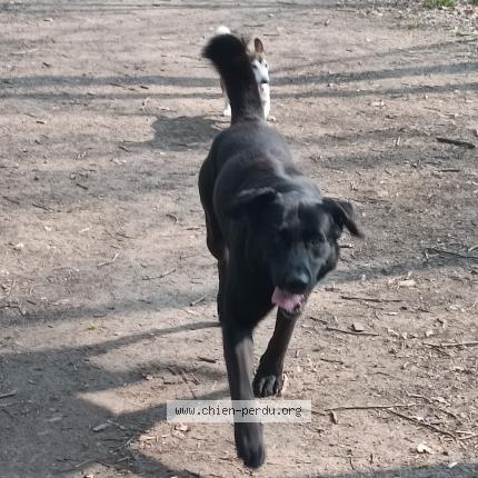 Photo 1/1 Chien retrouvé Perdu à Noeux les mines