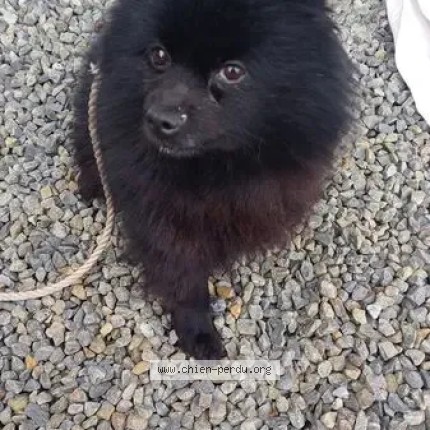 Photo de chien perdu à Baguer Morvan