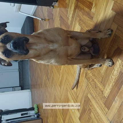 Photo 1/1 Chien trouvé Trouvé à Buenos aires caba