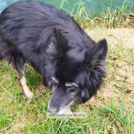 Photo 1/1 Chien retrouvé Trouvé à Crezilles