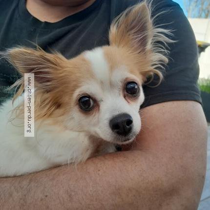 Photo de chien trouvé à Ham En Artois