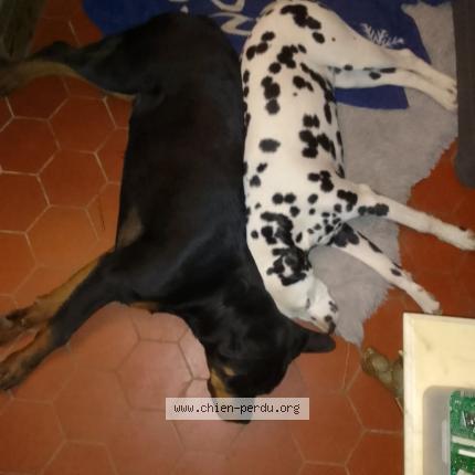 Photo 1/1 Chien retrouvé Perdu à Roncherolles sur le vivier