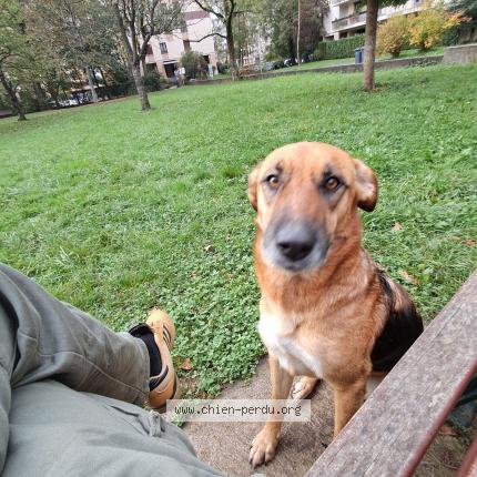 Photo 1/1 Chien retrouvé Perdu à Grenoble