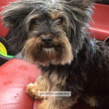 Photo 1/1 Chien retrouvé Perdu à Mirebeau