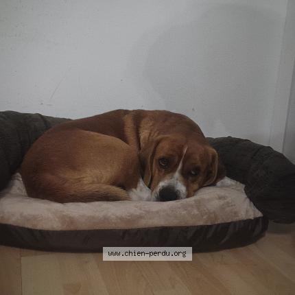 Photo 1/1 Chien retrouvé Perdu à Villemoyenne