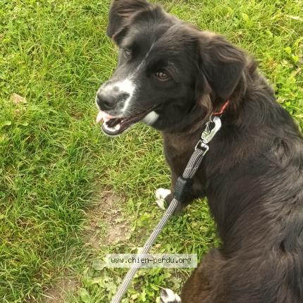 Photo 1/1 Chien retrouvé Perdu à Villemoyenne