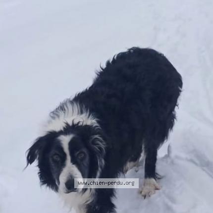 Photo 1/1 Chien retrouvé Perdu à Aix en provence