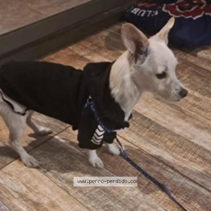 Photo 1/1 Patroklo Chien perdu à Santiago