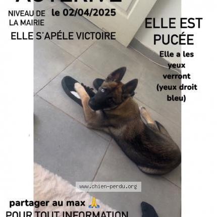 Photo 1/1 Chien retrouvé Perdu à Auterive